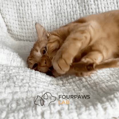 The Chewini Pack | FourPawsLab™